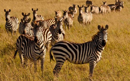 Wildlife Safari in Kenya.